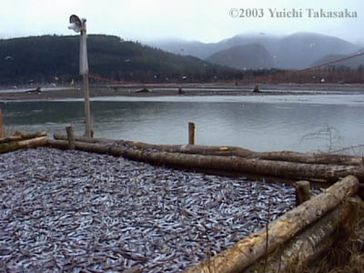 oolichan fishing 03